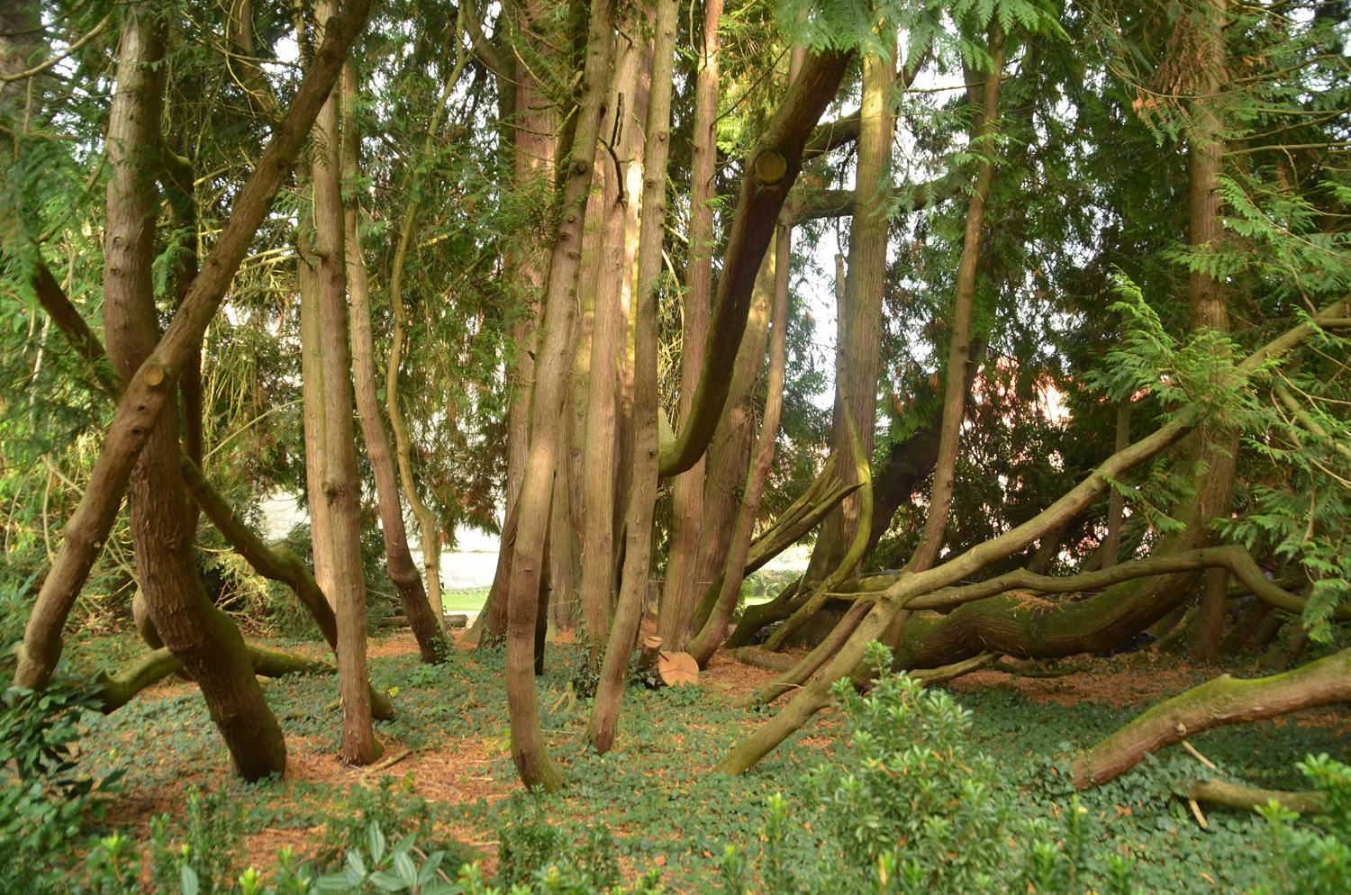 plicata Thuja
