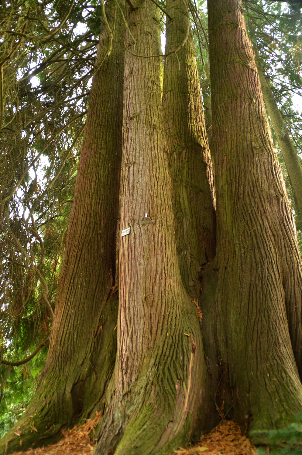 Thuja plicata - Insel Mainau - Juni 2025