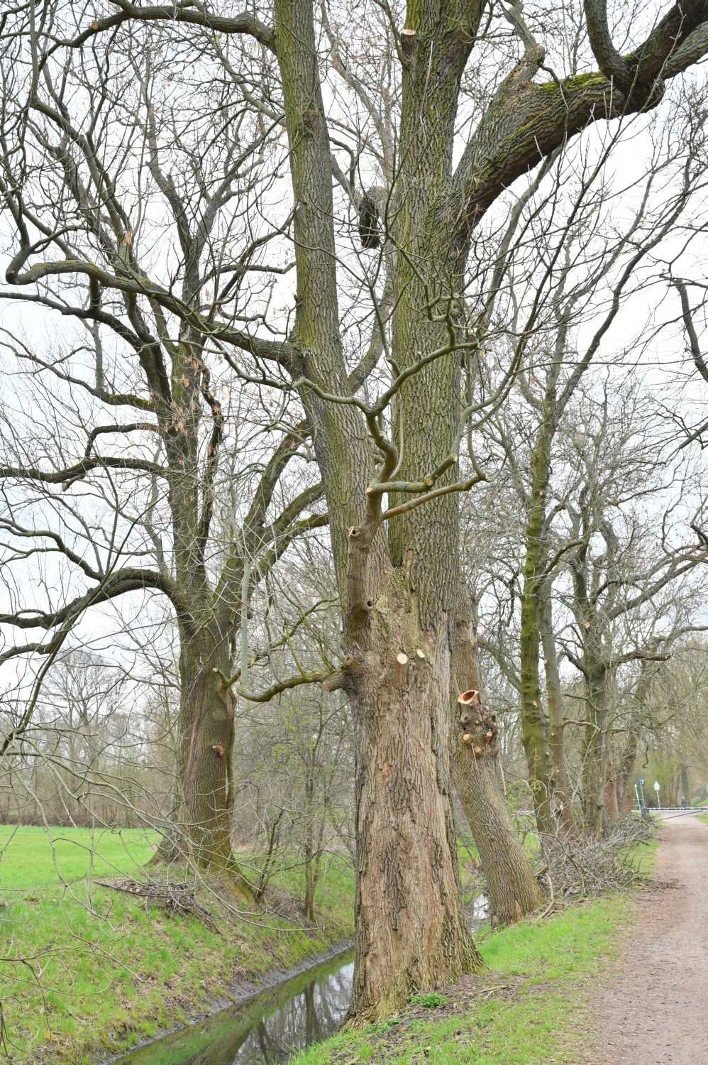 Fraxinus pennsylvanica - Berlin Pankow - 2021