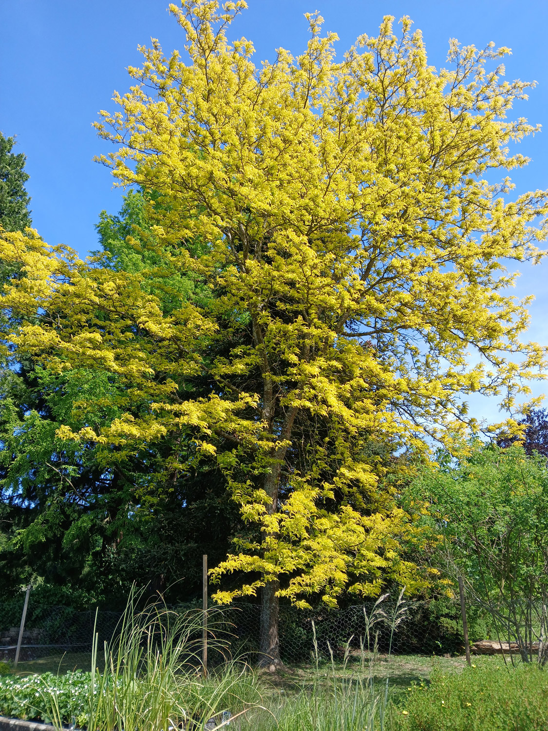 Gleditsia triacanthos 'Sunburst' - Reutlingen-Betzingen - Juni 2025
