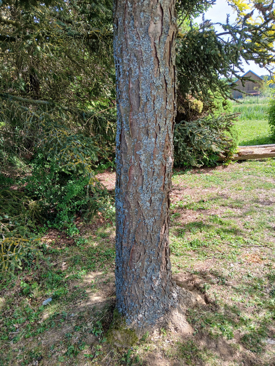 Gleditsia triacanthos 'Sunburst' - Reutlingen-Betzingen - Juni 2025