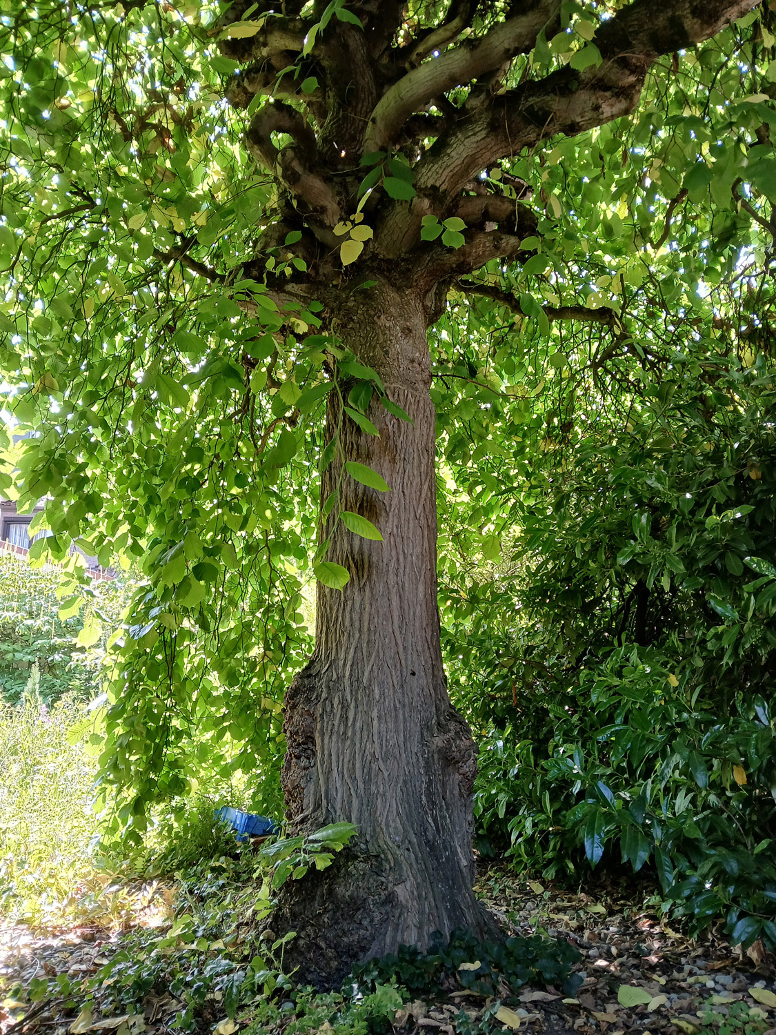 Ulmus glabra 'Camperdownii' - Wannweil - Juni 2025