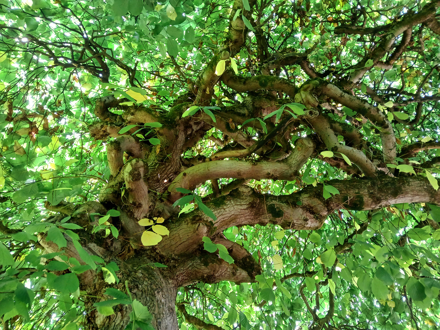 Ulmus glabra 'Camperdownii' - Wannweil - Juni 2025