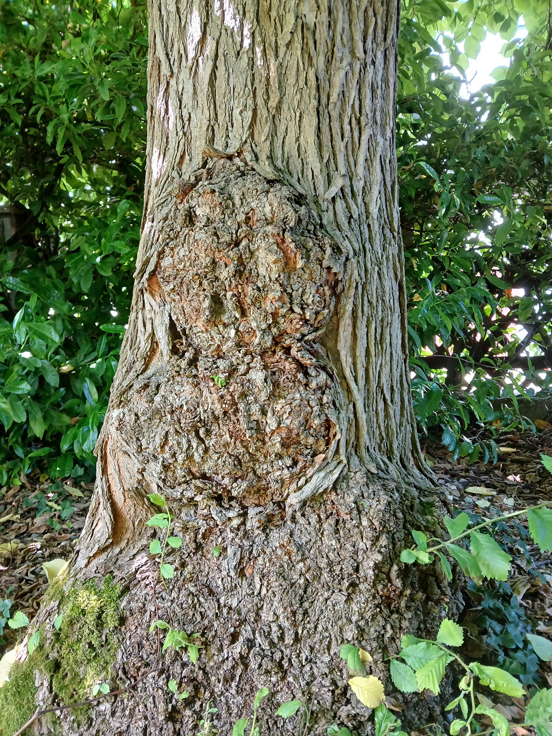 Ulmus glabra 'Camperdownii' - Wannweil - Juni 2025