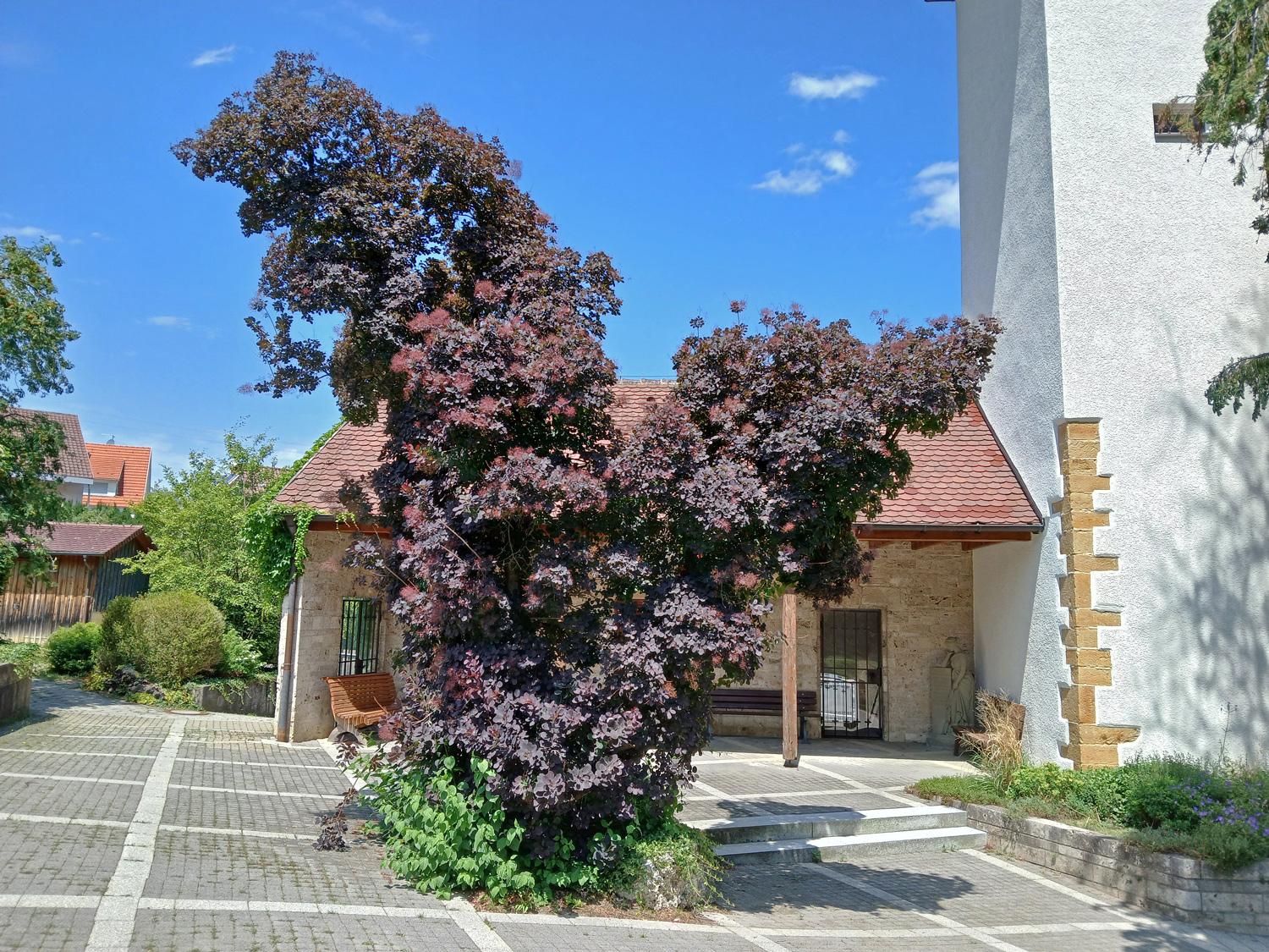 Cotinus coggygria - Metzingen-Glems - Juni 2025
