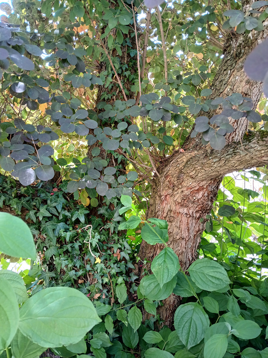 Cotinus coggygria - Metzingen-Glems - Juni 2025