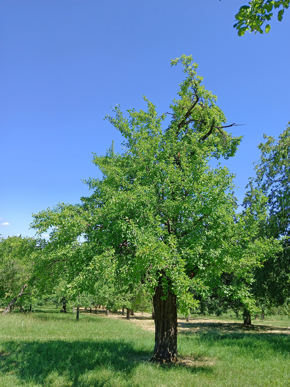 domestica Prunus subsp. domestica Sorte unbestimmt