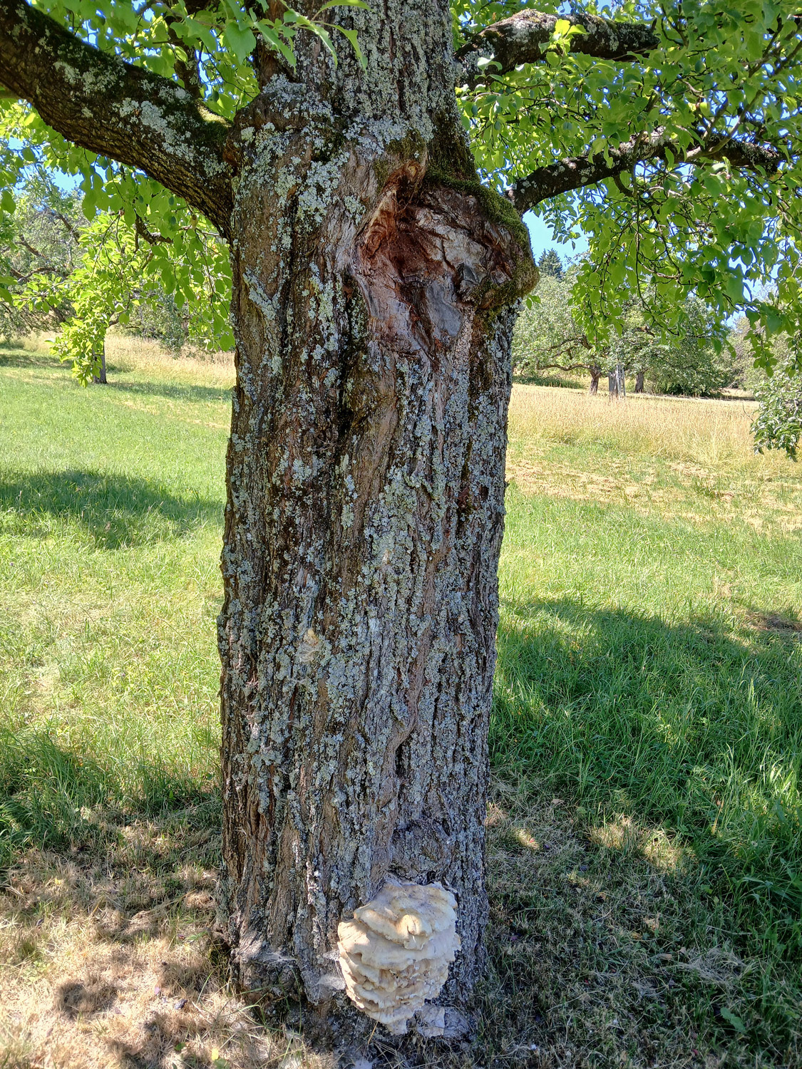 Prunus domestica subsp. domestica - Mössingen - Juni 2025