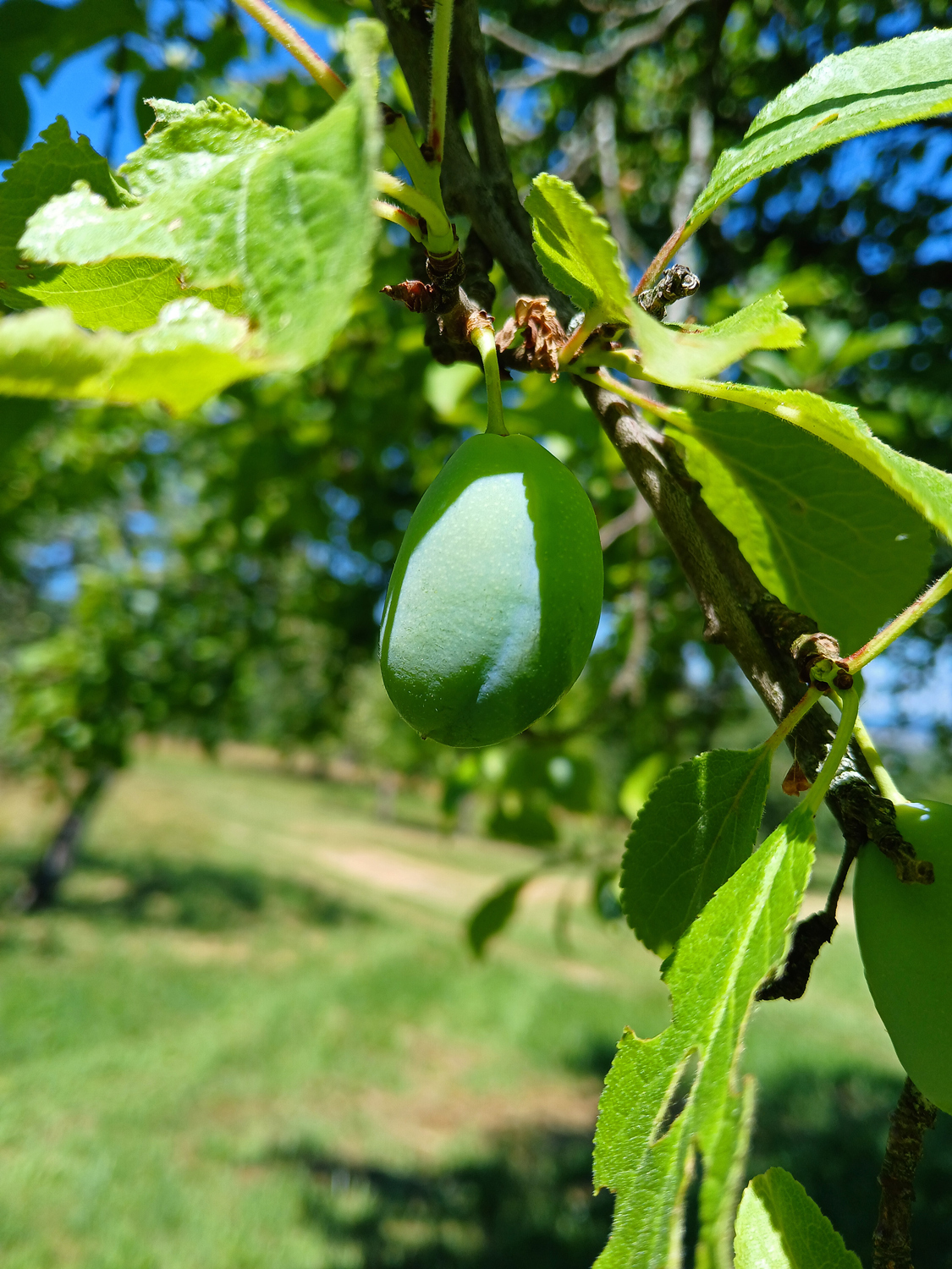 Prunus domestica subsp. domestica - Mössingen - Juni 2025