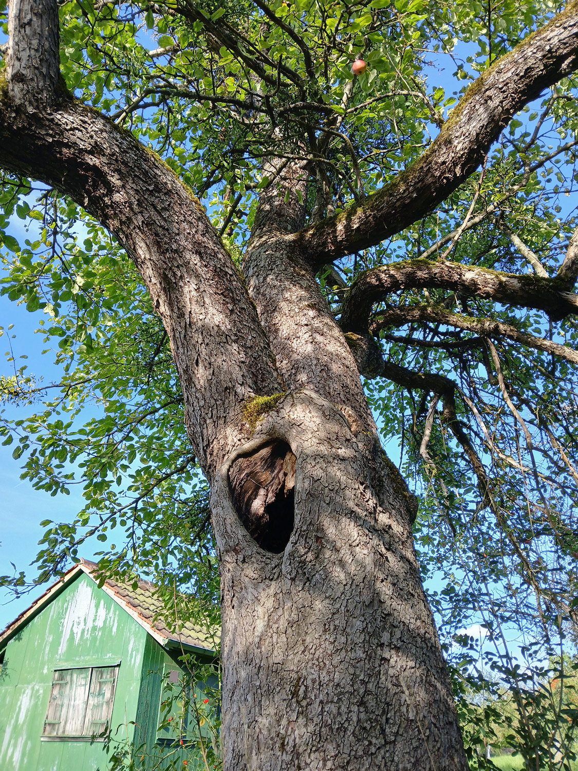 Malus domestica 'Gewürzluiken' - Reutlingen - September 2025