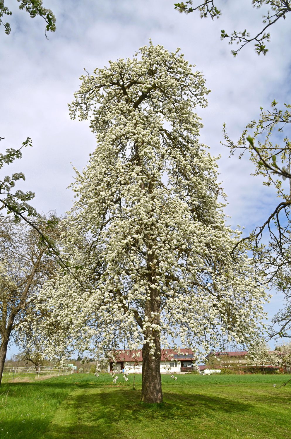 'Grünmöstler' communis Pyrus
