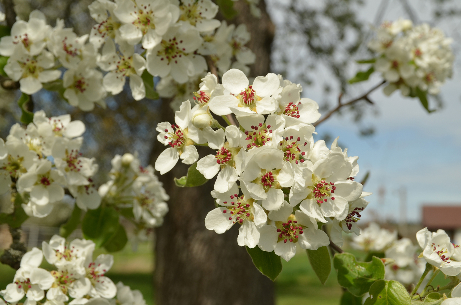 Pyrus communis 'Grünmöstler' - Kusterdingen-Immenhausen - April 2024