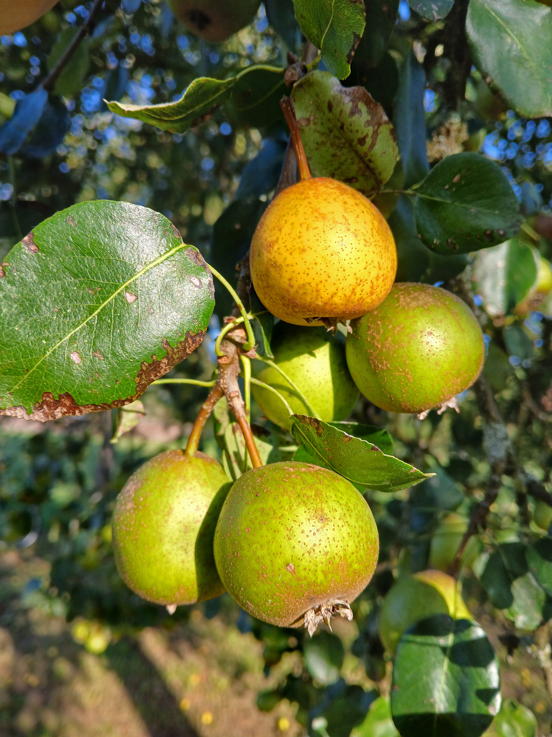 Pyrus communis 'Grünmöstler' - Kusterdingen-Immenhausen - August 2024