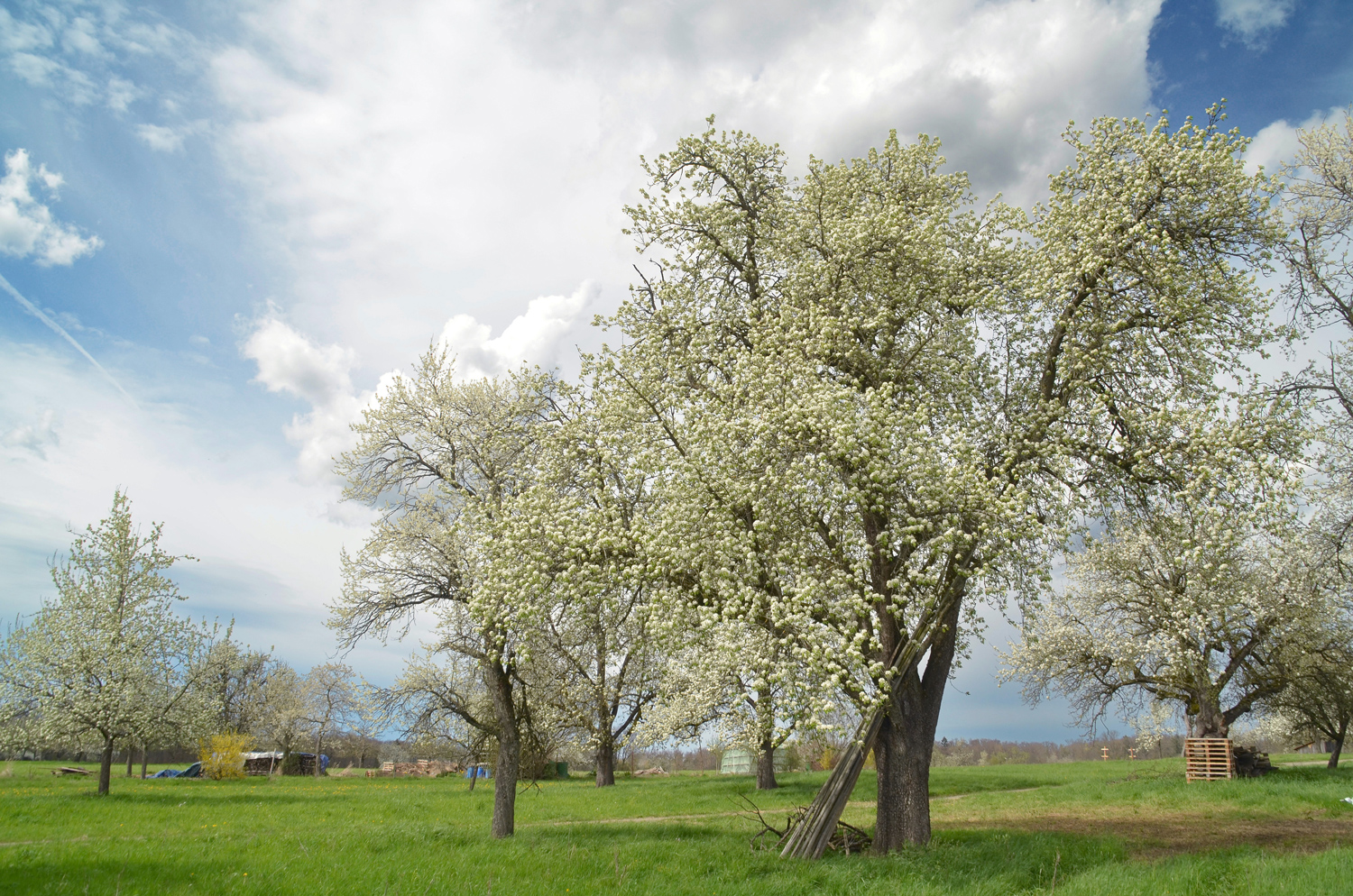 'Marxenbirne' communis Pyrus
