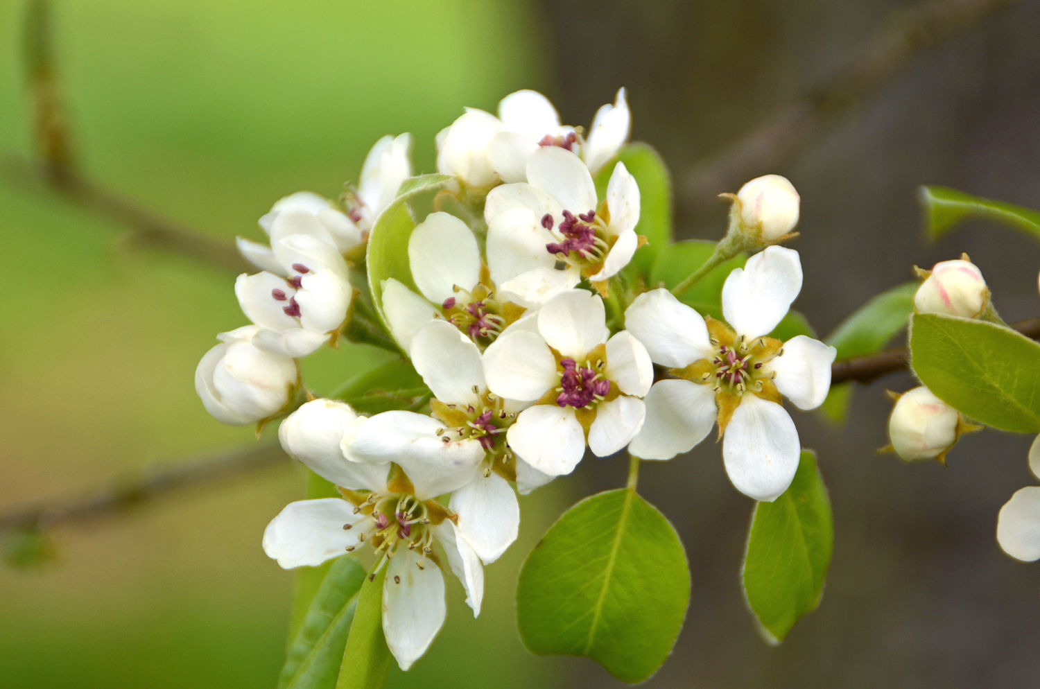 Pyrus communis 'Marxenbirne' - Kusterdingen-Immenhausen - April 2024