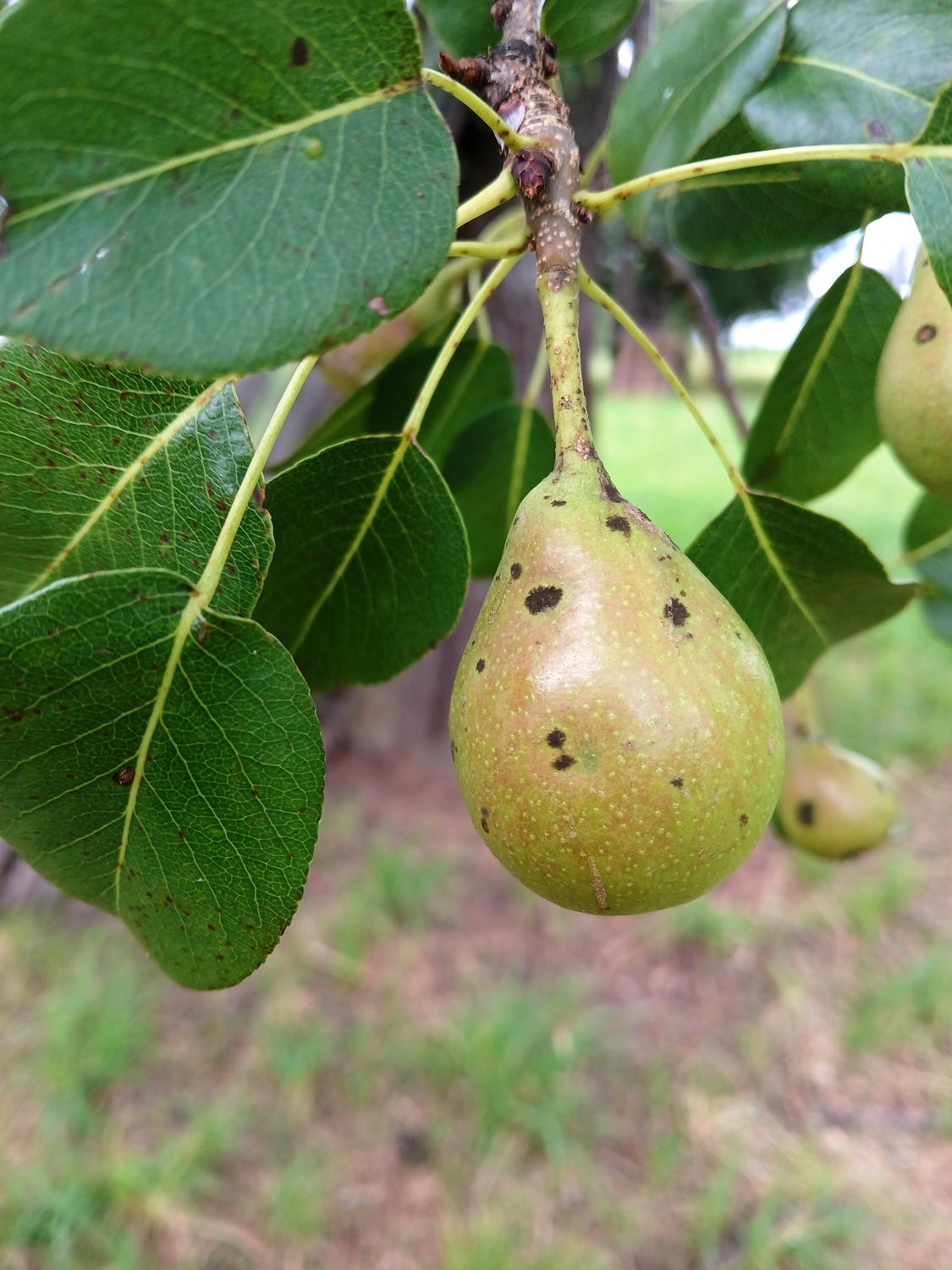 Pyrus communis 'Marxenbirne' - Kusterdingen-Immenhausen - Juli 2024