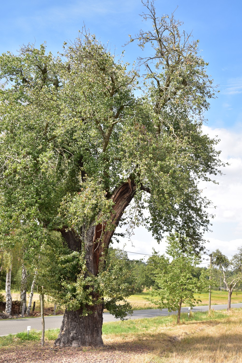 Pyrus pyraster - Ateritz - September 2018