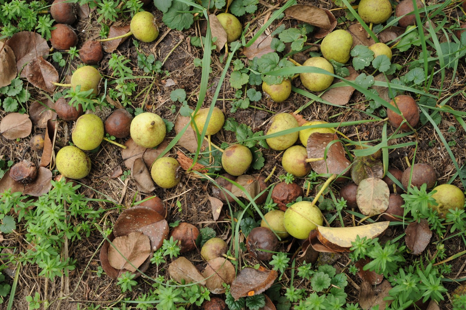 Pyrus pyraster - Ateritz - September 2018