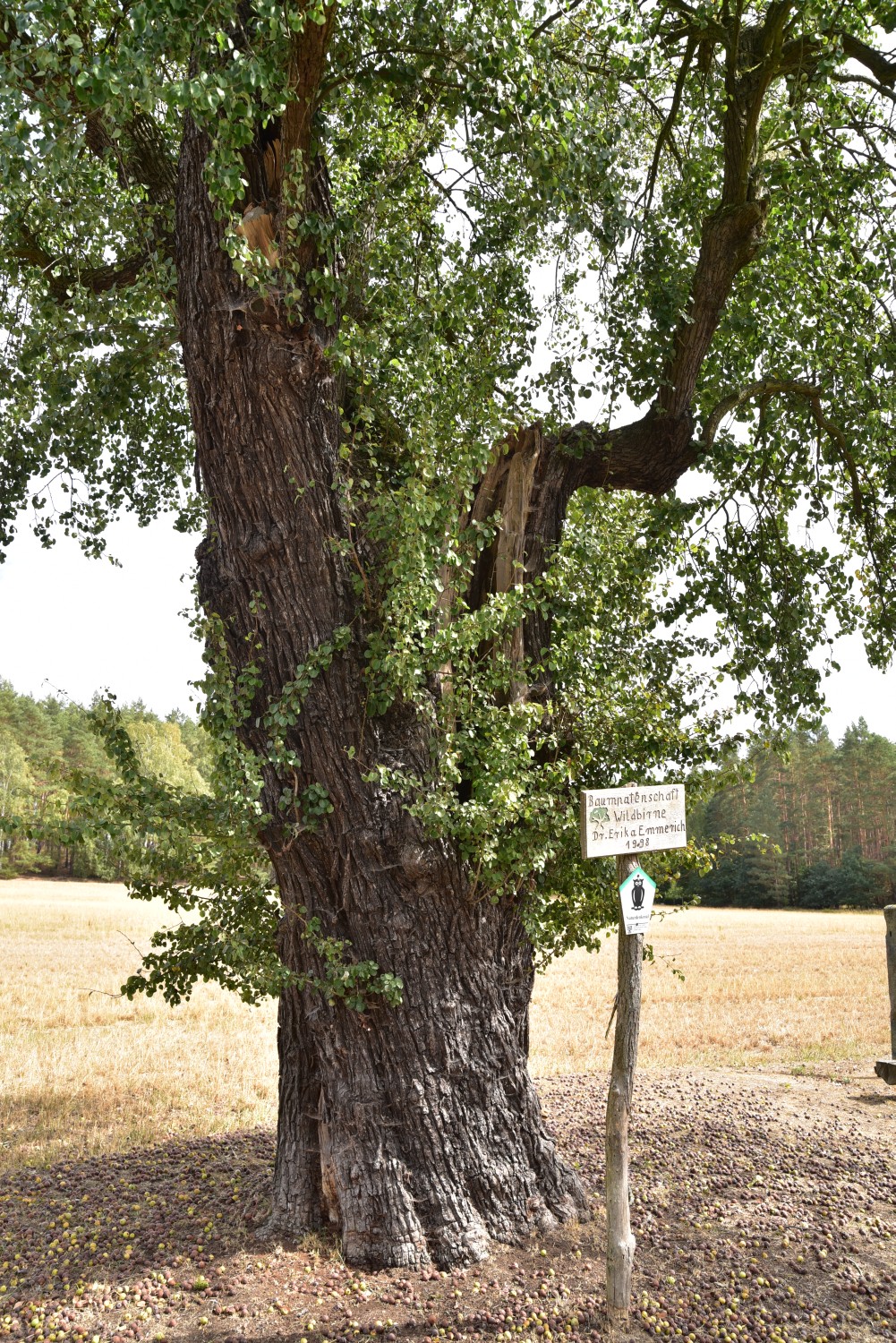 Pyrus pyraster - Ateritz - September 2018