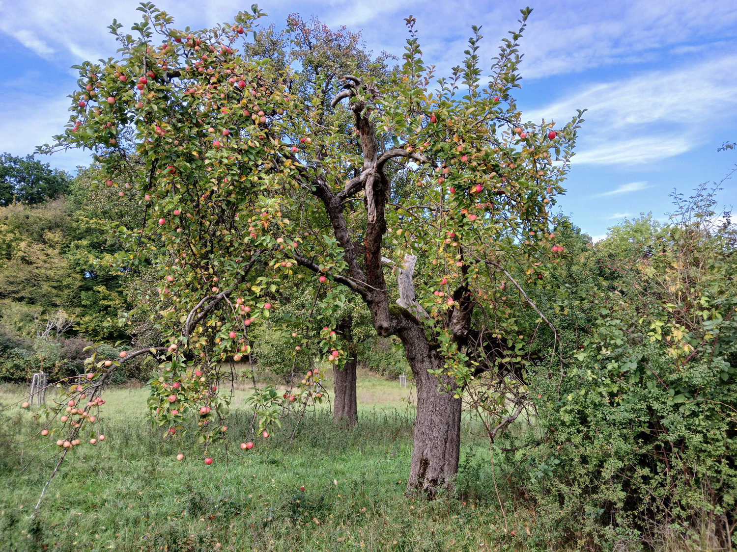 'Luikenapfel' domestica Malus