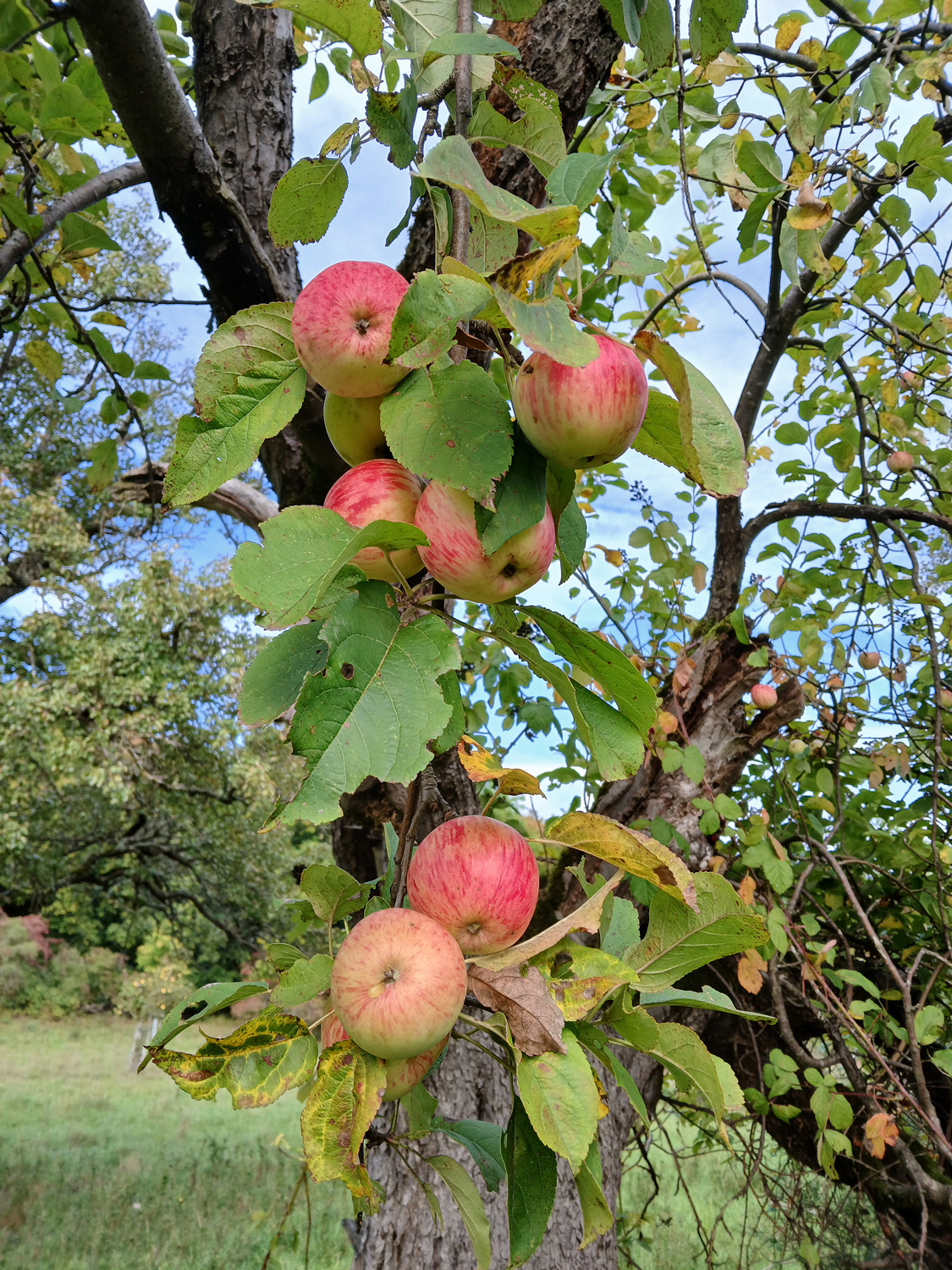 Malus domestica 'Luikenapfel' - Reutlingen - Sept. 2025