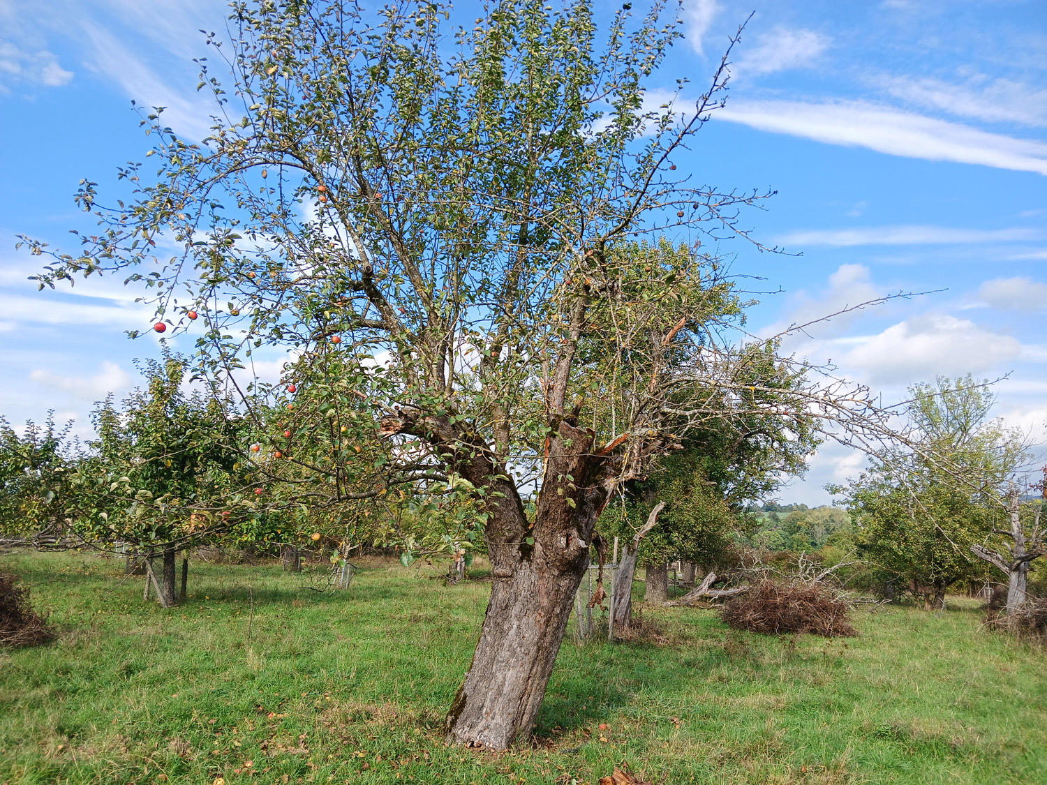 'Orleansrenette' domestica Malus