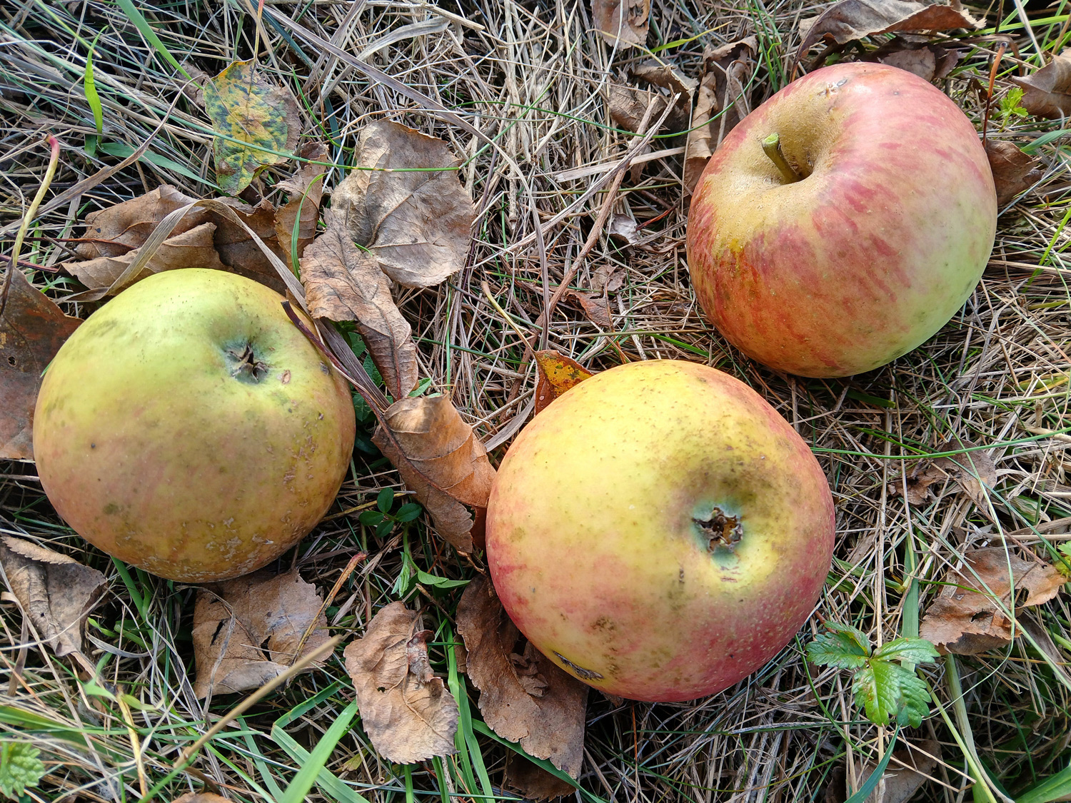Malus domestica 'Orleansrenette' - Reutlingen - Sept. 2025
