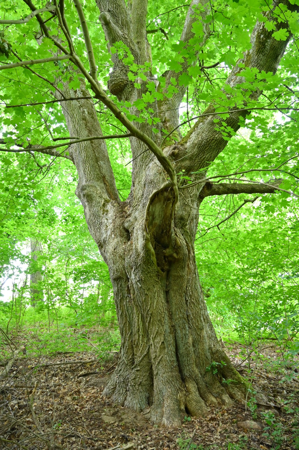 Acer platanoides - Boitzenburg - 2020