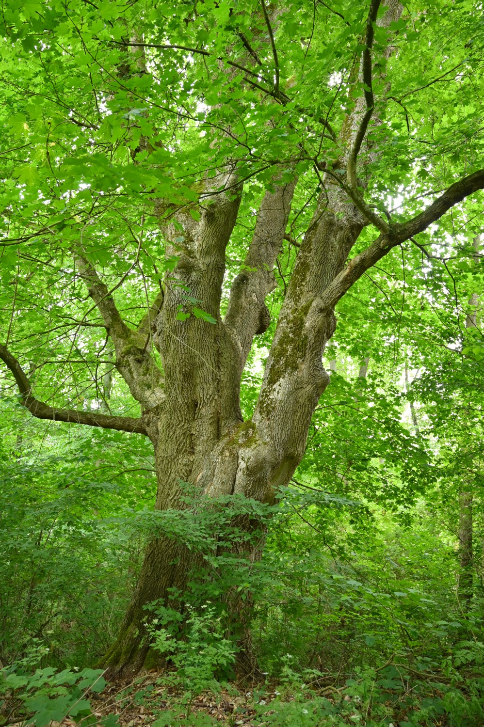 Acer platanoides - Boitzenburg - 2020