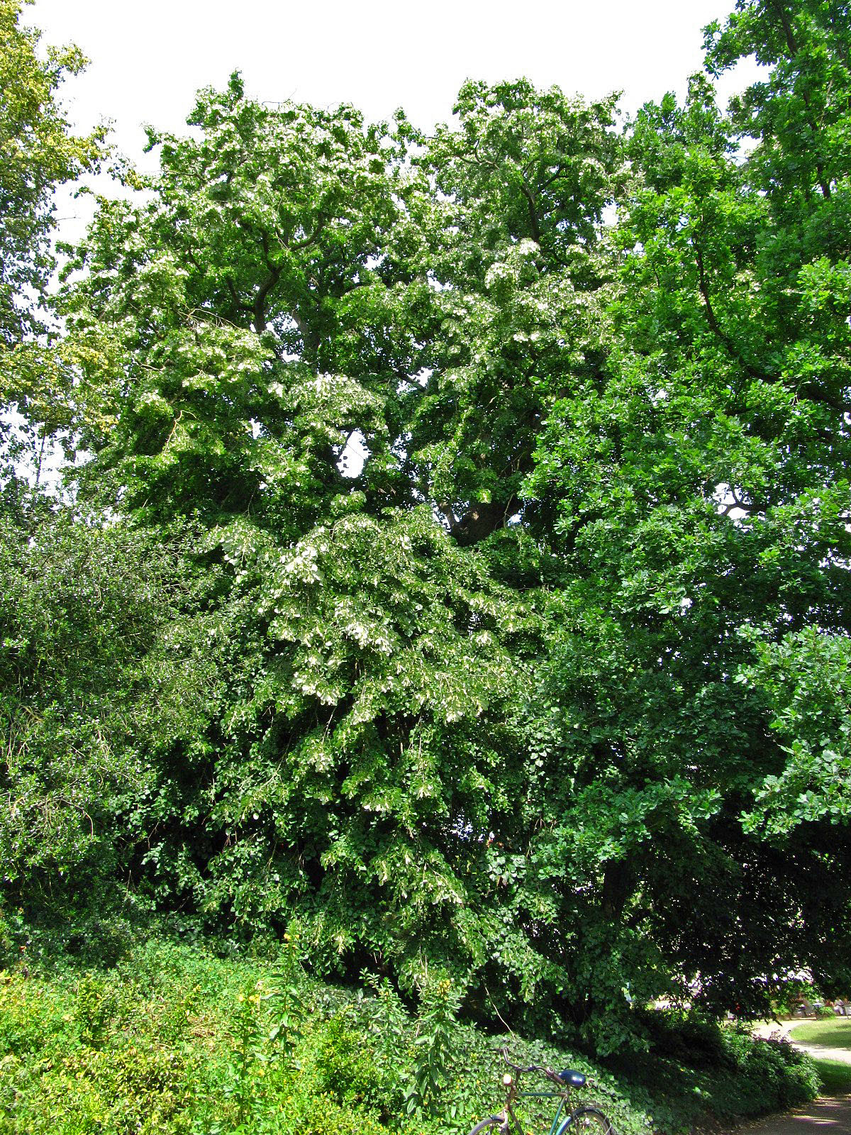 Tilia tomentosa