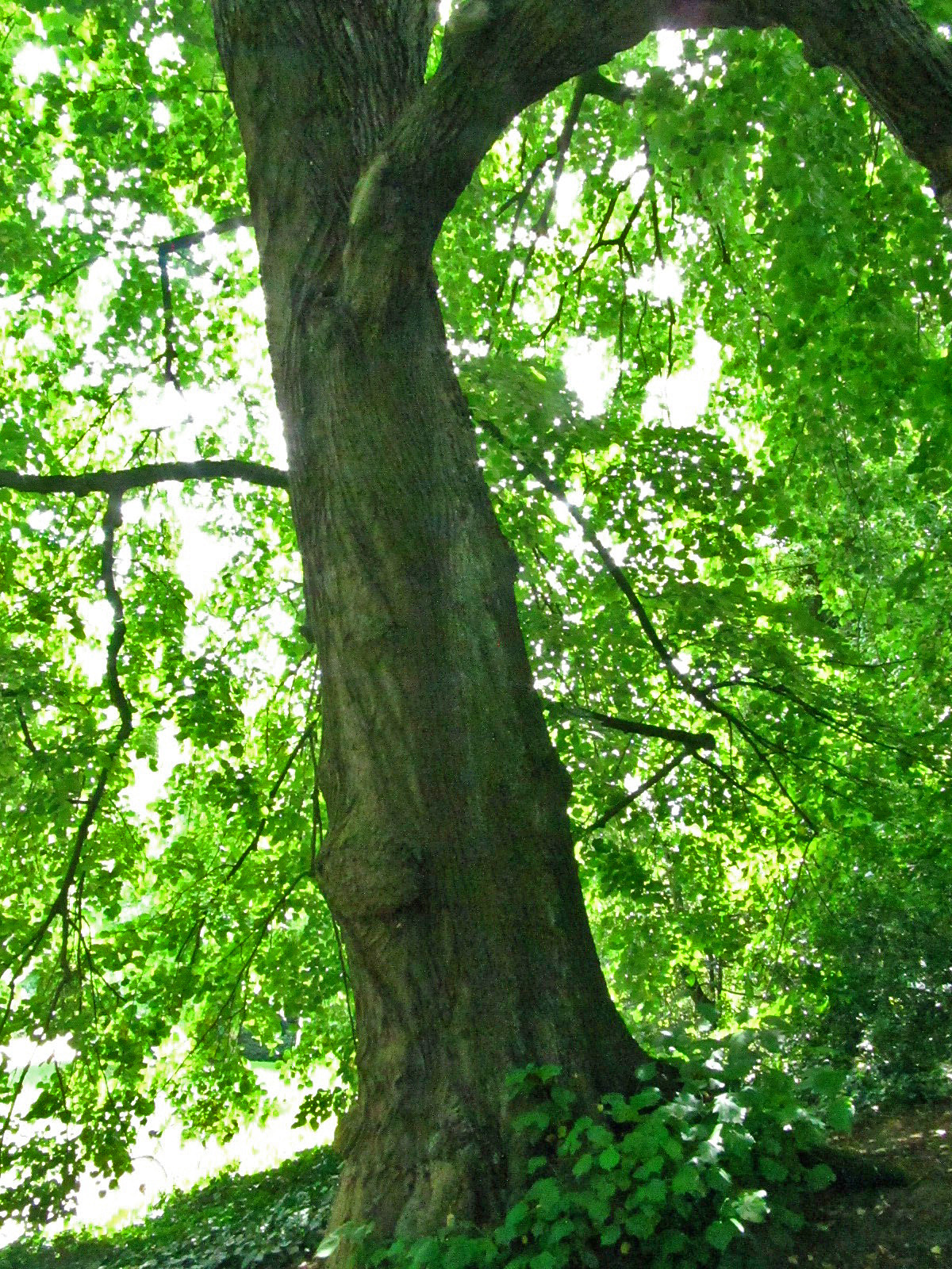 Tilia tomentosa - Wallanlagen Bremen - Juni 2025