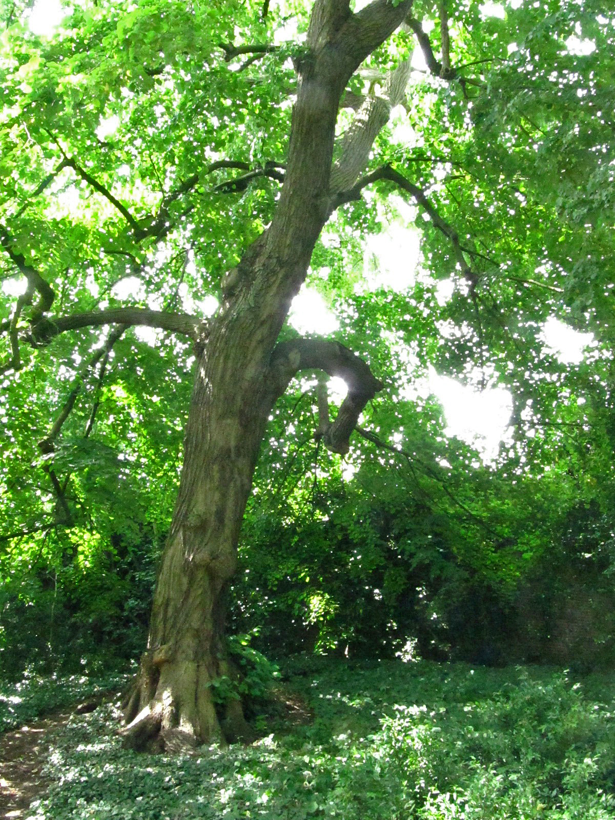 Tilia tomentosa - Wallanlagen Bremen - Juni 2025