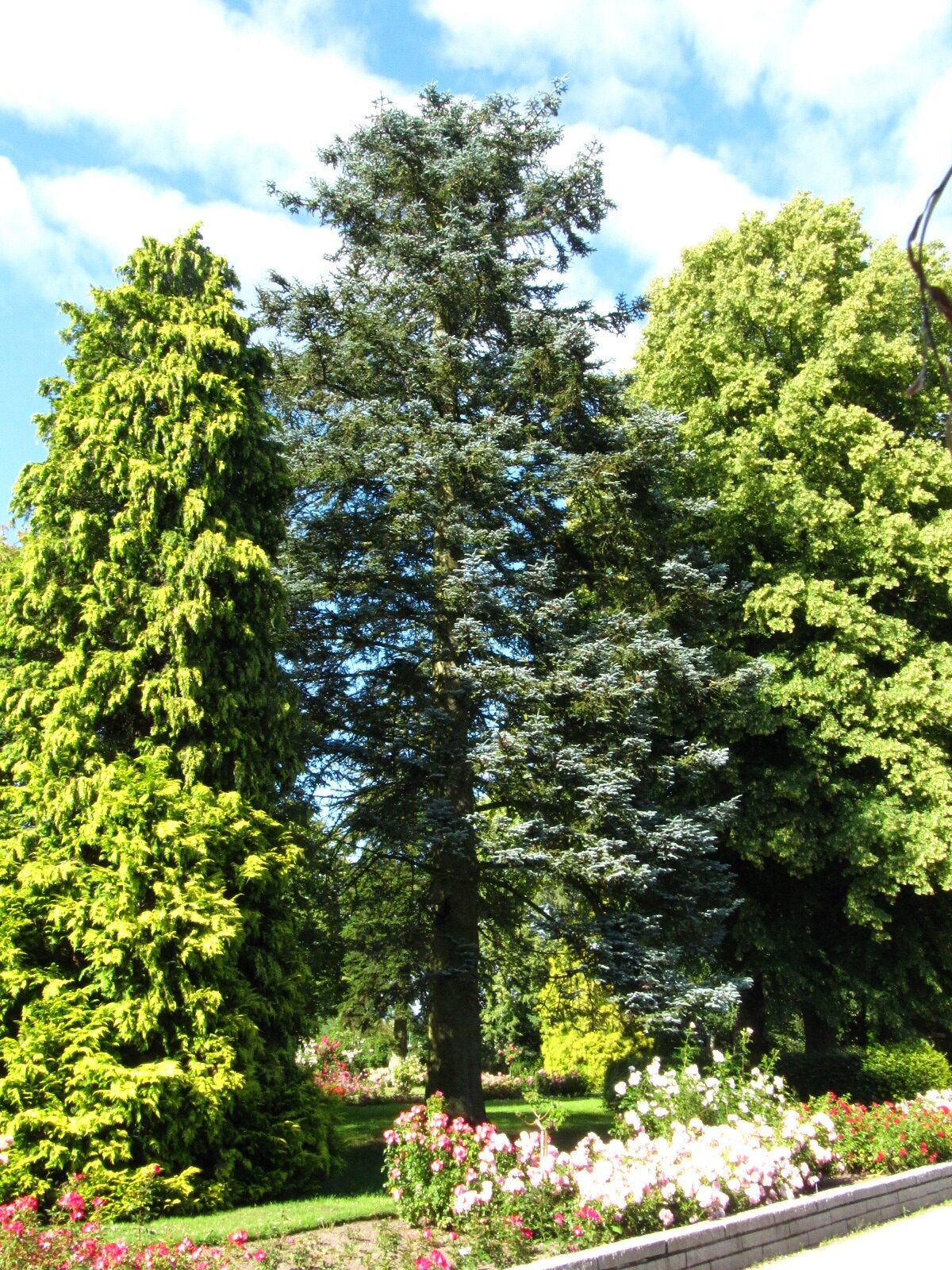 Abies procera 'Glauca' - Rosarium Uetersen - Juni 2025