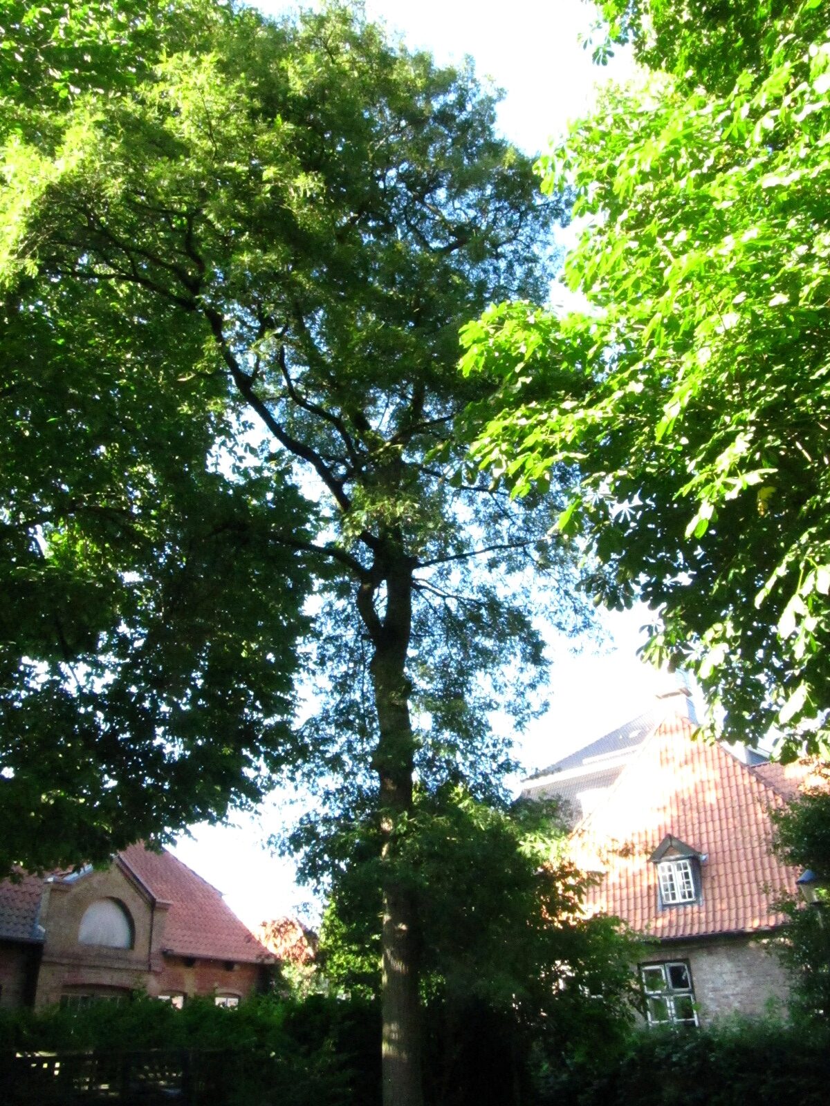 Quercus robur 'Pectinata' - Klosterhof Uetersen - Juni 2025