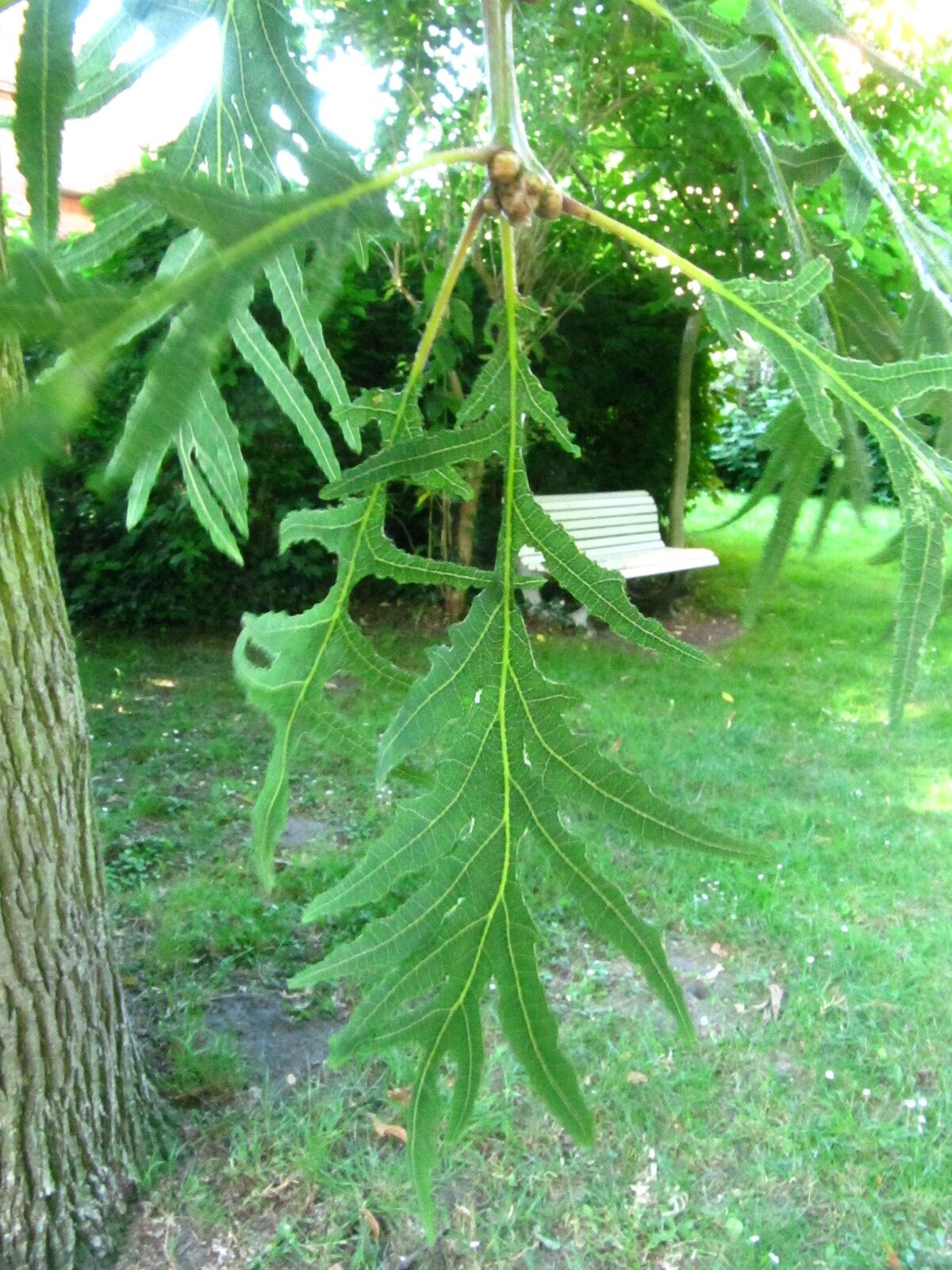 Quercus robur 'Pectinata' - Klosterhof Uetersen - Juni 2025