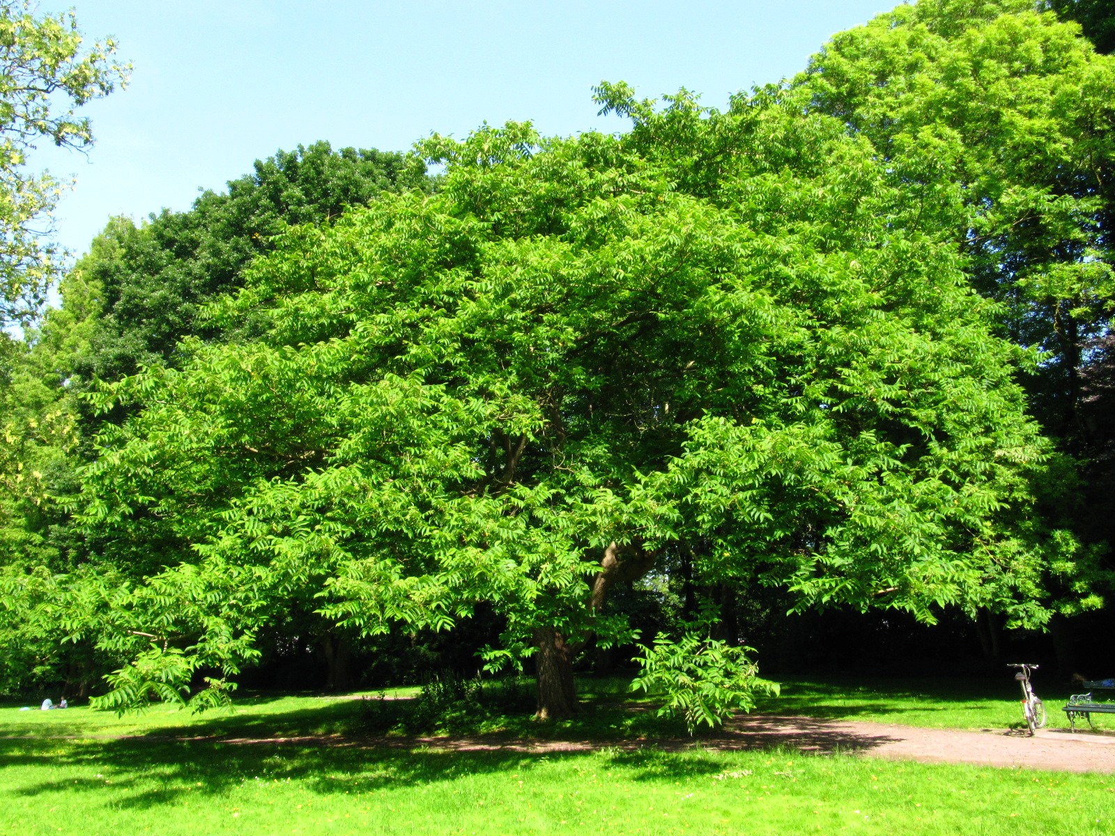 Juglans ailantifolia - Schlosspark Oldenburg - Juni 2025