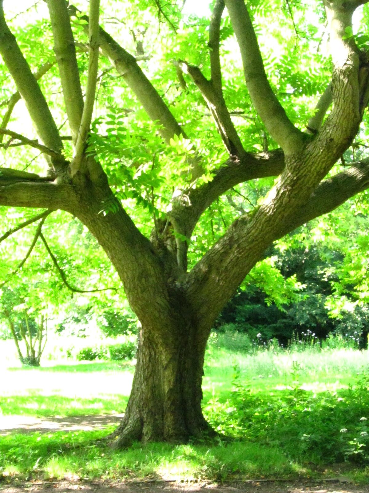 Juglans ailantifolia - Schlosspark Oldenburg - Juni 2025