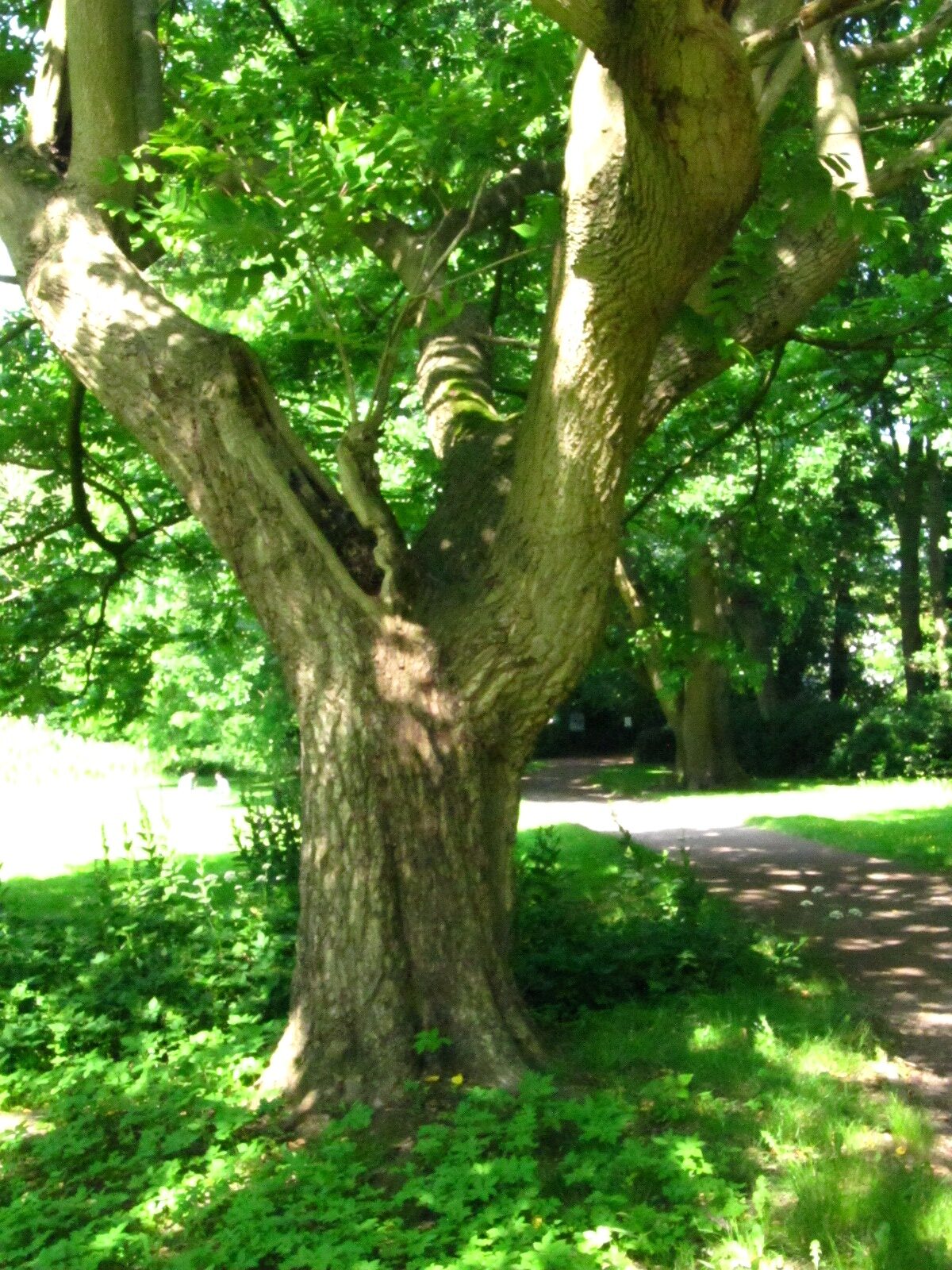 Juglans ailantifolia - Schlosspark Oldenburg - Juni 2025