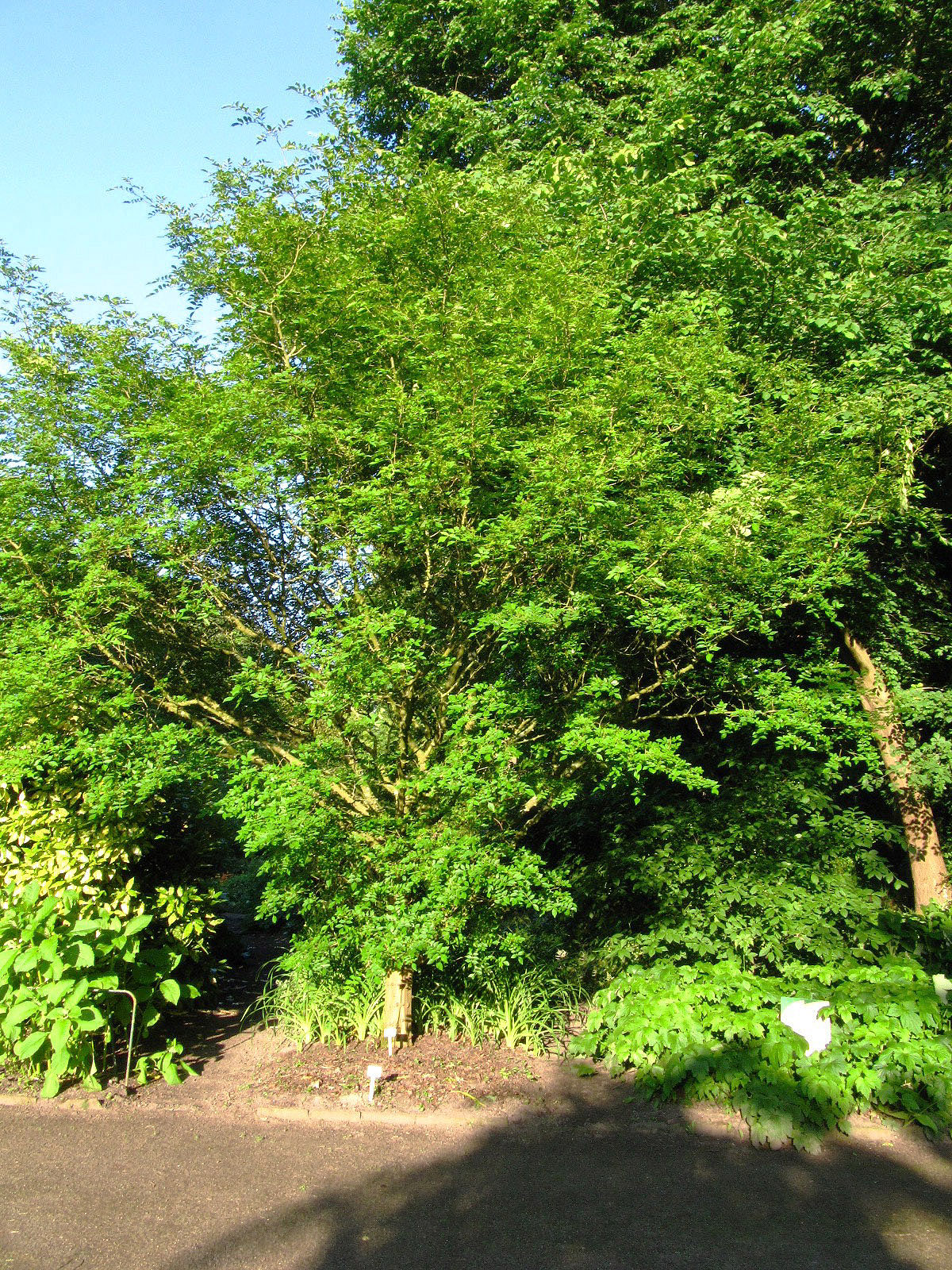 Zanthoxylum simulans - Bot. Garten Bremen-Horn-Lehe - Juni 2025