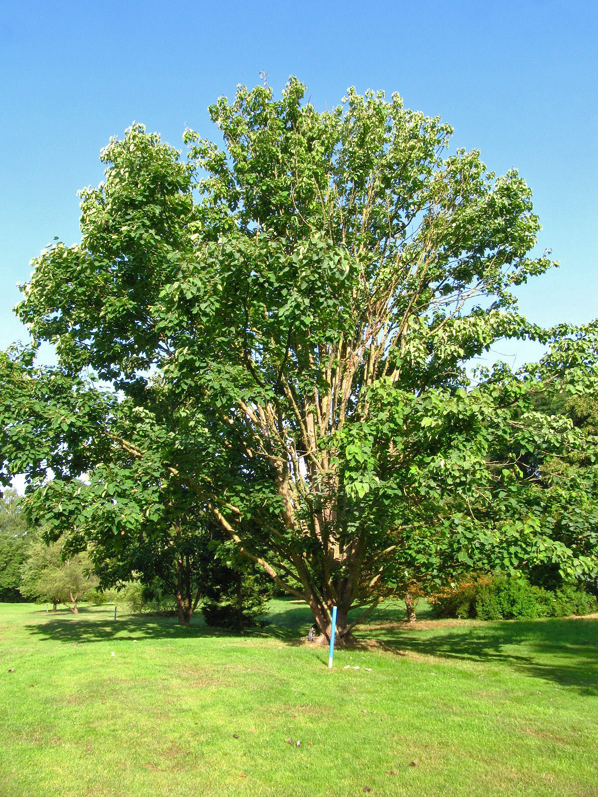 Populus wilsonii