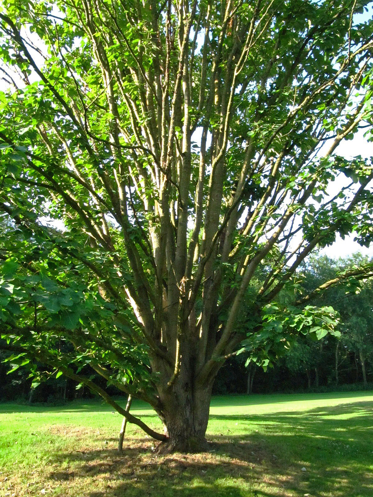 Populus wilsonii - Ikens Arboretum Bremen-Oberneuland - Juli 2025