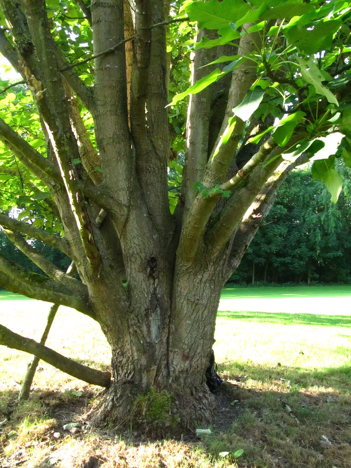 Populus wilsonii - Ikens Arboretum Bremen-Oberneuland - Juli 2025