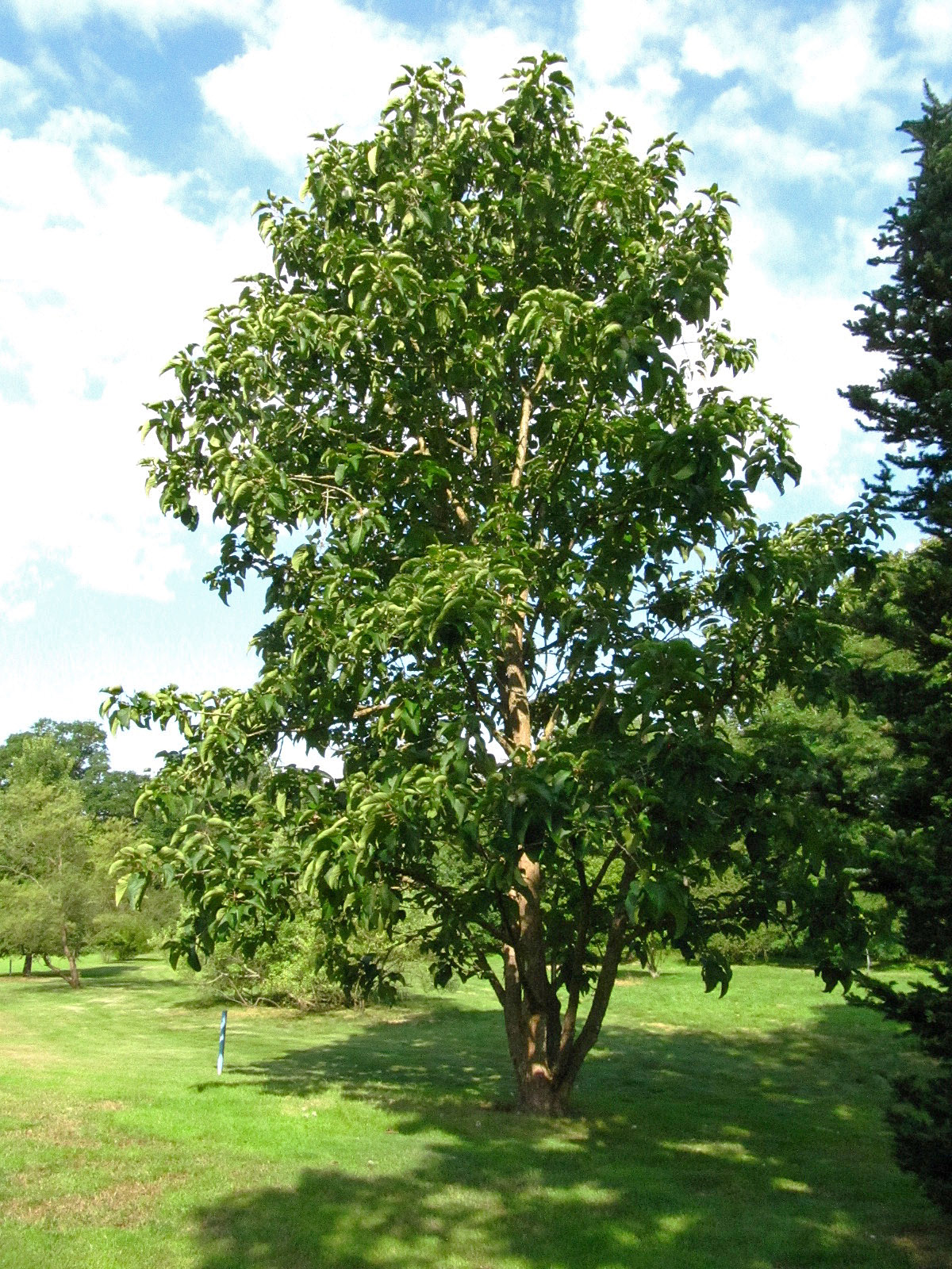 lasiocarpa Populus
