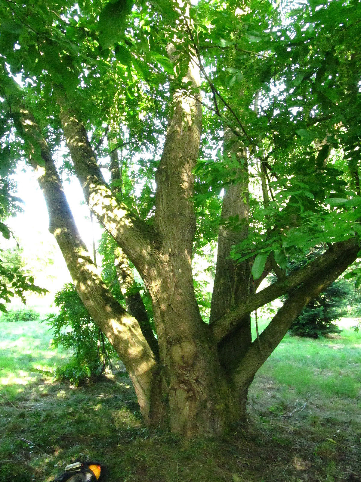 Populus lasiocarpa - Ikens Arboretum Bremen-Oberneuland - Juli 2025