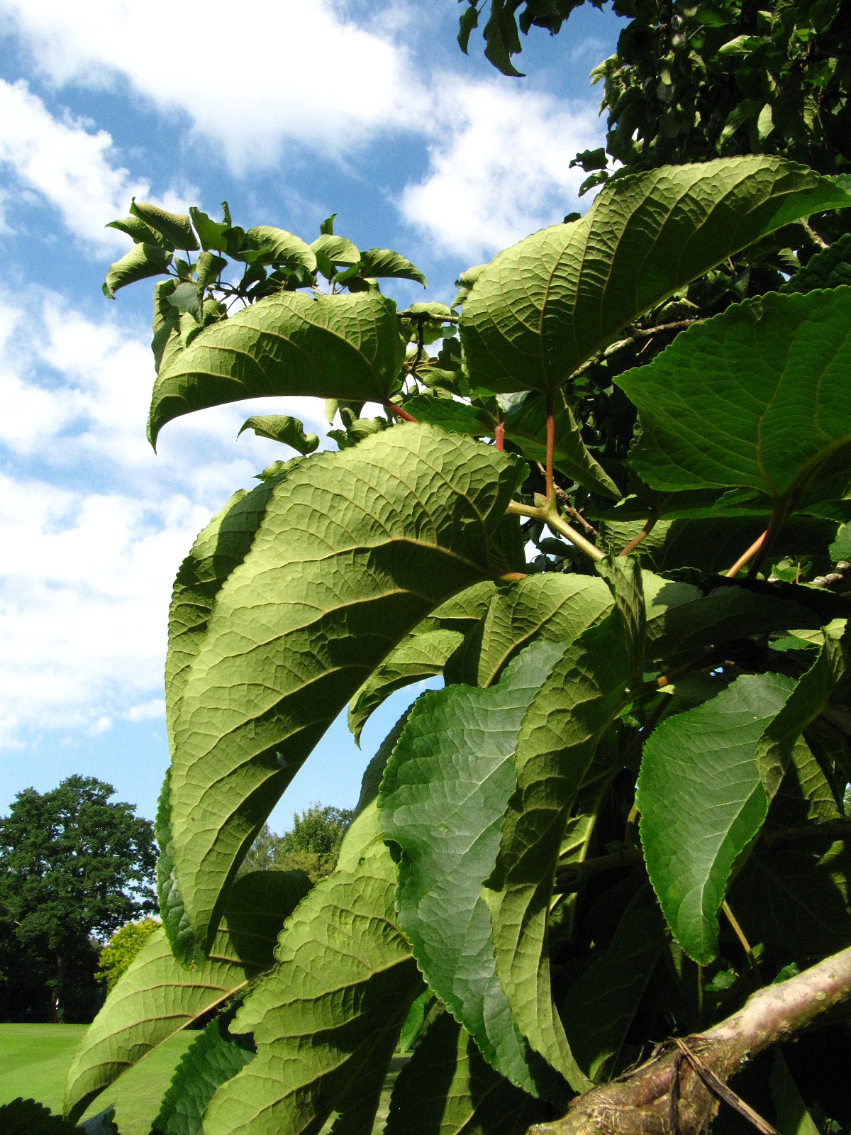 Populus lasiocarpa - Ikens Arboretum Bremen-Oberneuland - Juli 2025