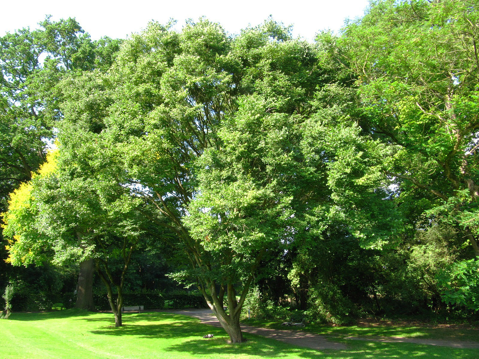 sinica Zelkova