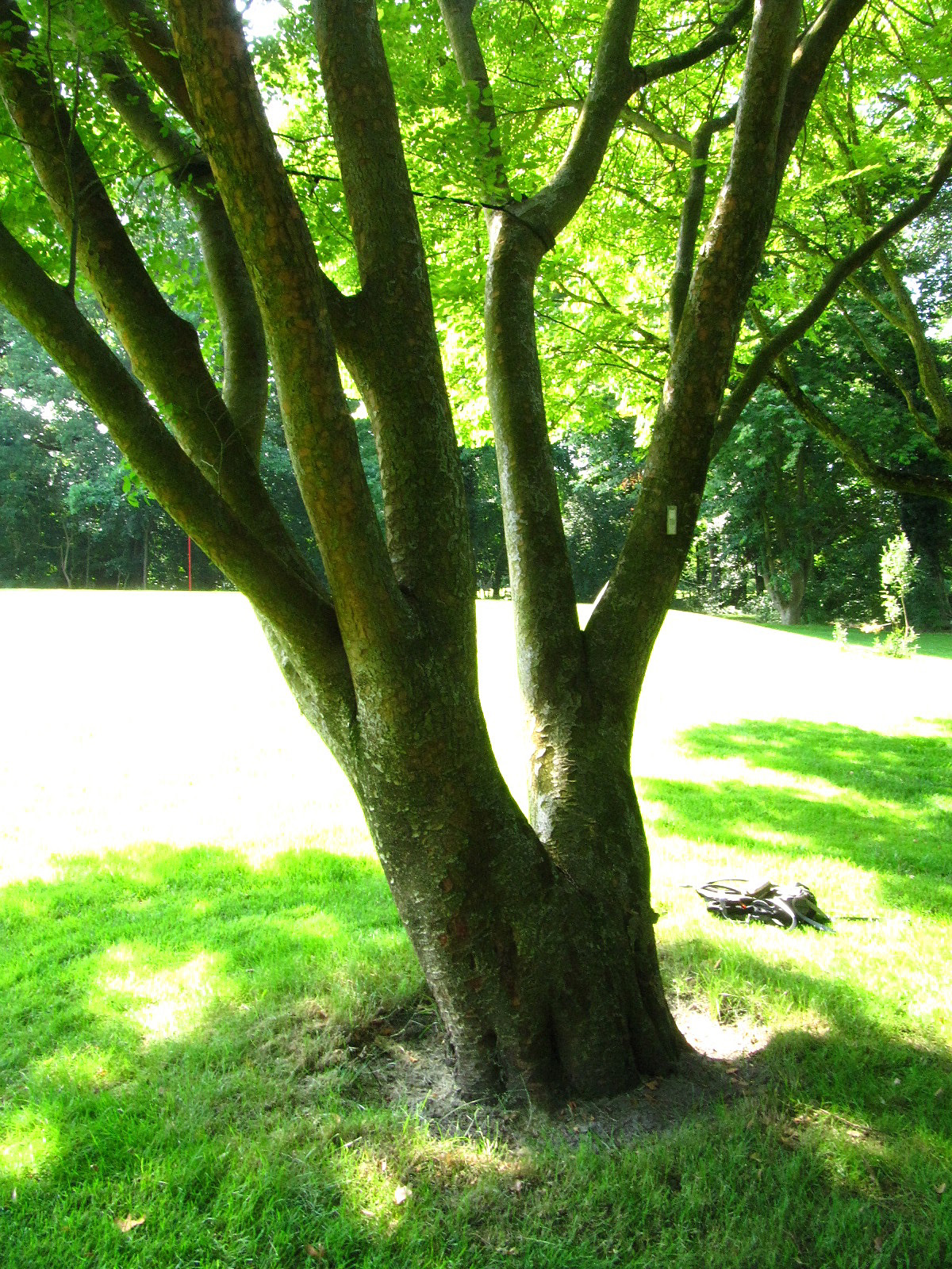 Zelkova sinica - Ikens Arboretum Bremen-Oberneuland - Juli 2025