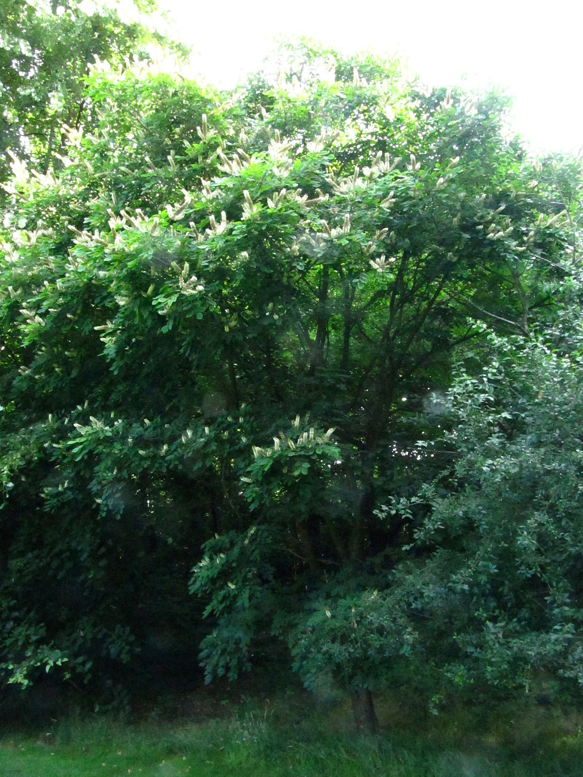 amurensis Maackia