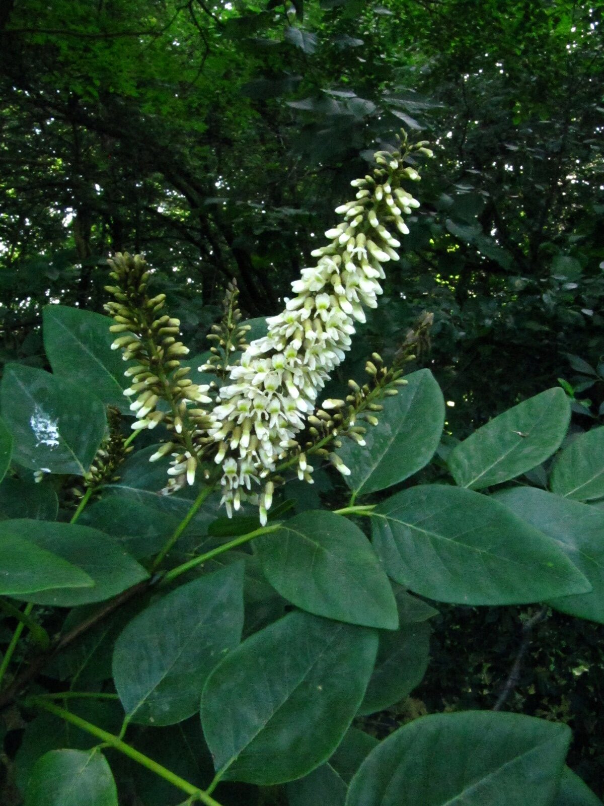 Maackia amurensis - Ikens Arboretum Bremen-Oberneuland - Juli 2025
