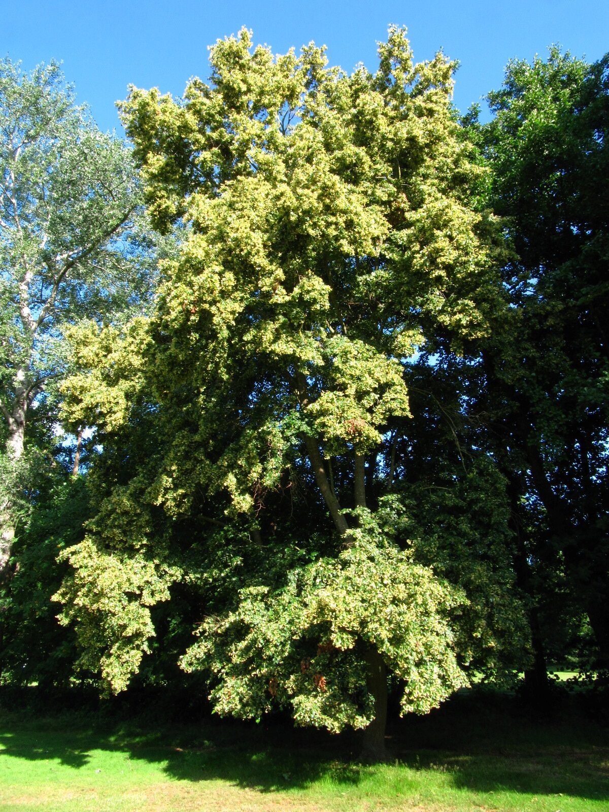 mongolica Tilia